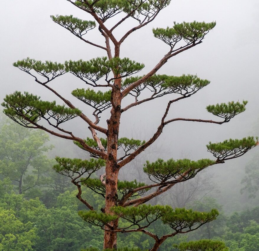 tree-7999477_1280